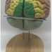 Anatomical & Regional Painted Brain Enlarge 1.5X 4 Parts, Color Coded & labeled