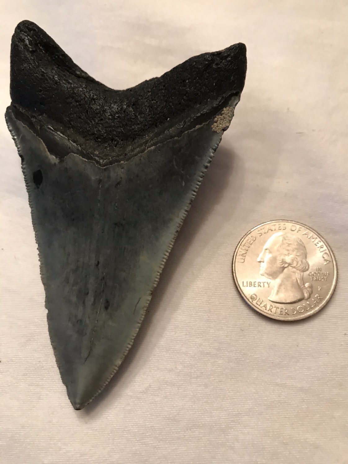 Megalodon Shark tooth. Florida Gulf Wate