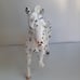 Breyer Apaloopsa Horse