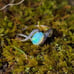 Natural Opal Ring