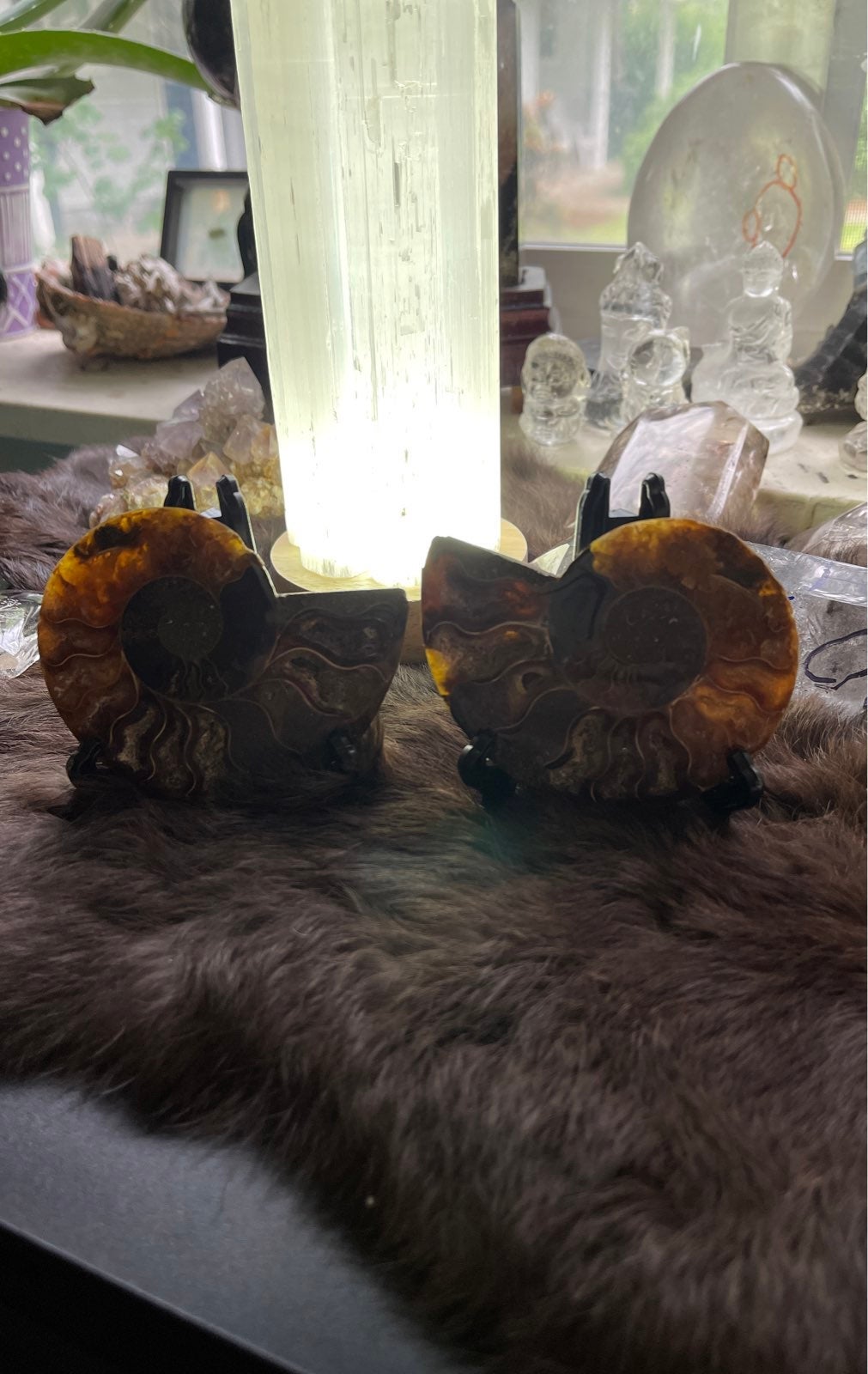 Ammonite pair with stands