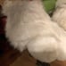 Feetpaws