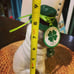 Blue Sky Clayworks St. Patricks Pug Figurine