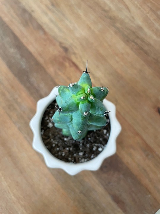 The cactus (6)