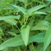 1.1LB（500g/bag） water spinach ong choy 10000+ seeds 12/2023NEW! （1）