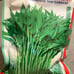 1.1LB（500g/bag） water spinach ong choy 10000+ seeds 12/2023NEW! （1）