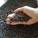 1.1LB（500g/bag） water spinach ong choy 10000+ seeds 12/2023NEW! （1）