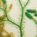 Vintage Botanical Art Yellow Gold Gilt Pickled
