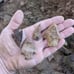 Four South Ga arrowheads