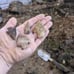 Four South Ga arrowheads