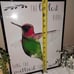 Hummingbird Watercolor Framed Art / Picture