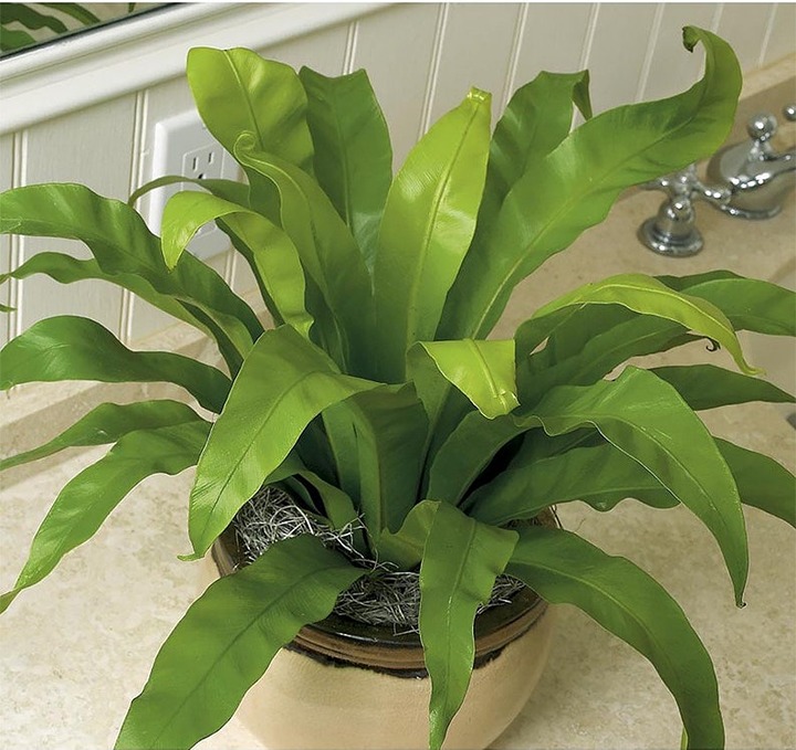 Birds Nest Fern, 6 Pot