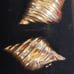 Piscitelli gold shell clip on earrings