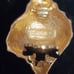 Piscitelli gold shell clip on earrings