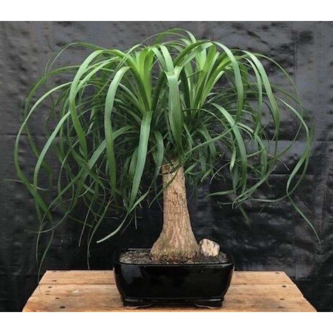 Ponytail Palm - Large (Beaucamea Recurvata)