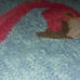Kaleen Sea Isle Indoor Outdoor FLAMINGO Rug 2'x6' Sea04-17 Non Slip