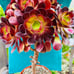 Aeonium plum purdy bonsai tree/live rooted/old trunk/get 2 free succulent cuttin