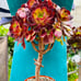 Aeonium plum purdy bonsai tree/live rooted/old trunk/get 2 free succulent cuttin