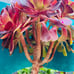 Aeonium plum purdy bonsai tree/live rooted/old trunk/get 2 free succulent cuttin