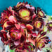 Aeonium plum purdy bonsai tree/live rooted/old trunk/get 2 free succulent cuttin