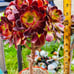 Aeonium plum purdy bonsai tree/live rooted/old trunk/get 2 free succulent cuttin