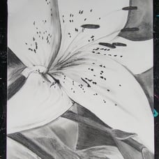 Lily charcoal drawing 11x14 wall art decor
