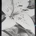Lily charcoal drawing 11x14 wall art decor
