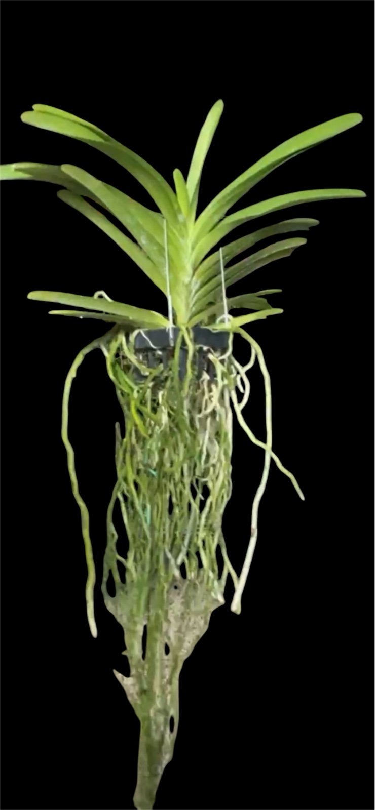 Vanda wanchana flamethrower blooming size orchid