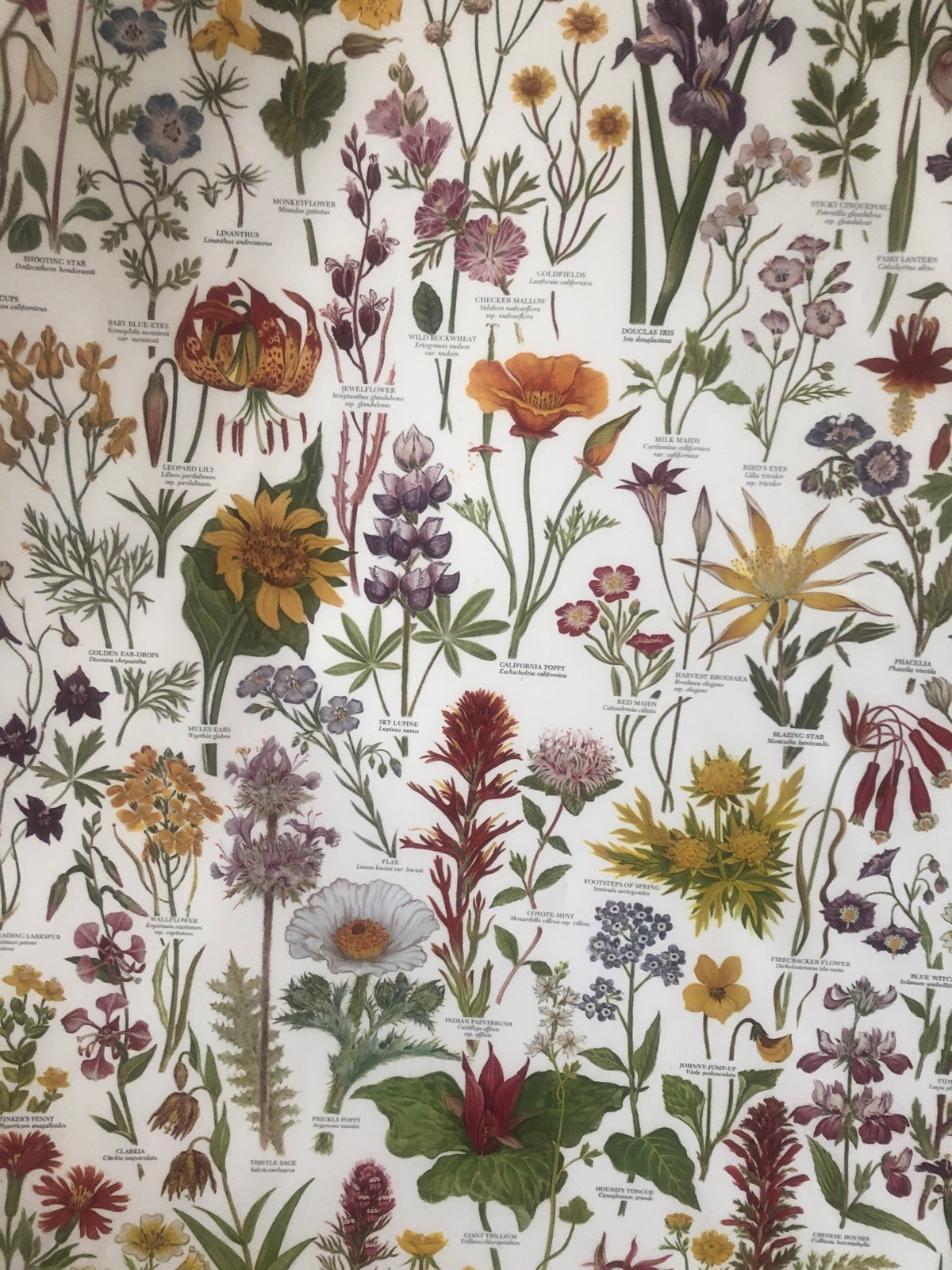 Floral Poster