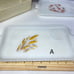 65. for lot or priced individually. See Discerption. Vintage fire king Glasswa
