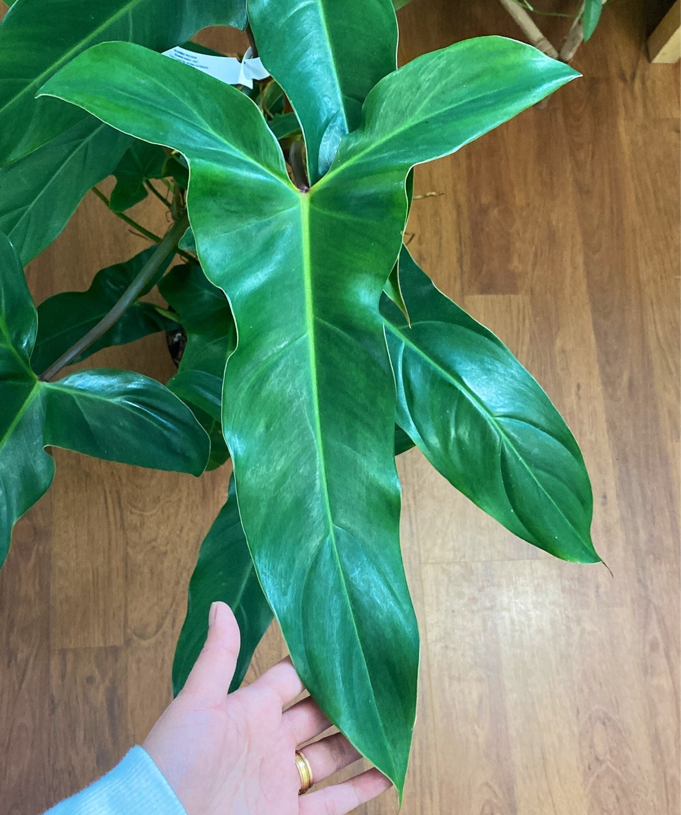 Philodendron Mexicanum *Cutting*
