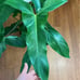 Philodendron Mexicanum *Cutting*