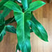 Philodendron Mexicanum *Cutting*