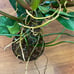 Philodendron Mexicanum *Cutting*