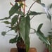 Philodendron Mexicanum *Cutting*