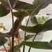 Philodendron Mexicanum *Cutting*