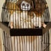 Cagey Kayla Horrordoll