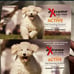 Extreme electric dog fence