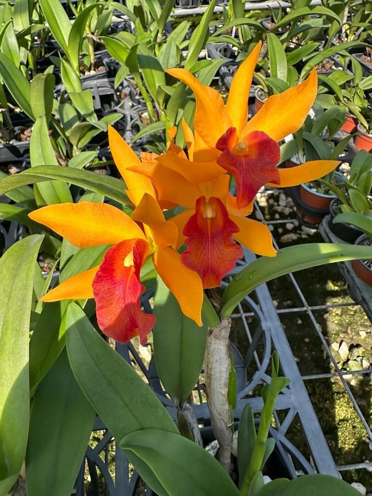 Cattlianthe Rubencito orchid