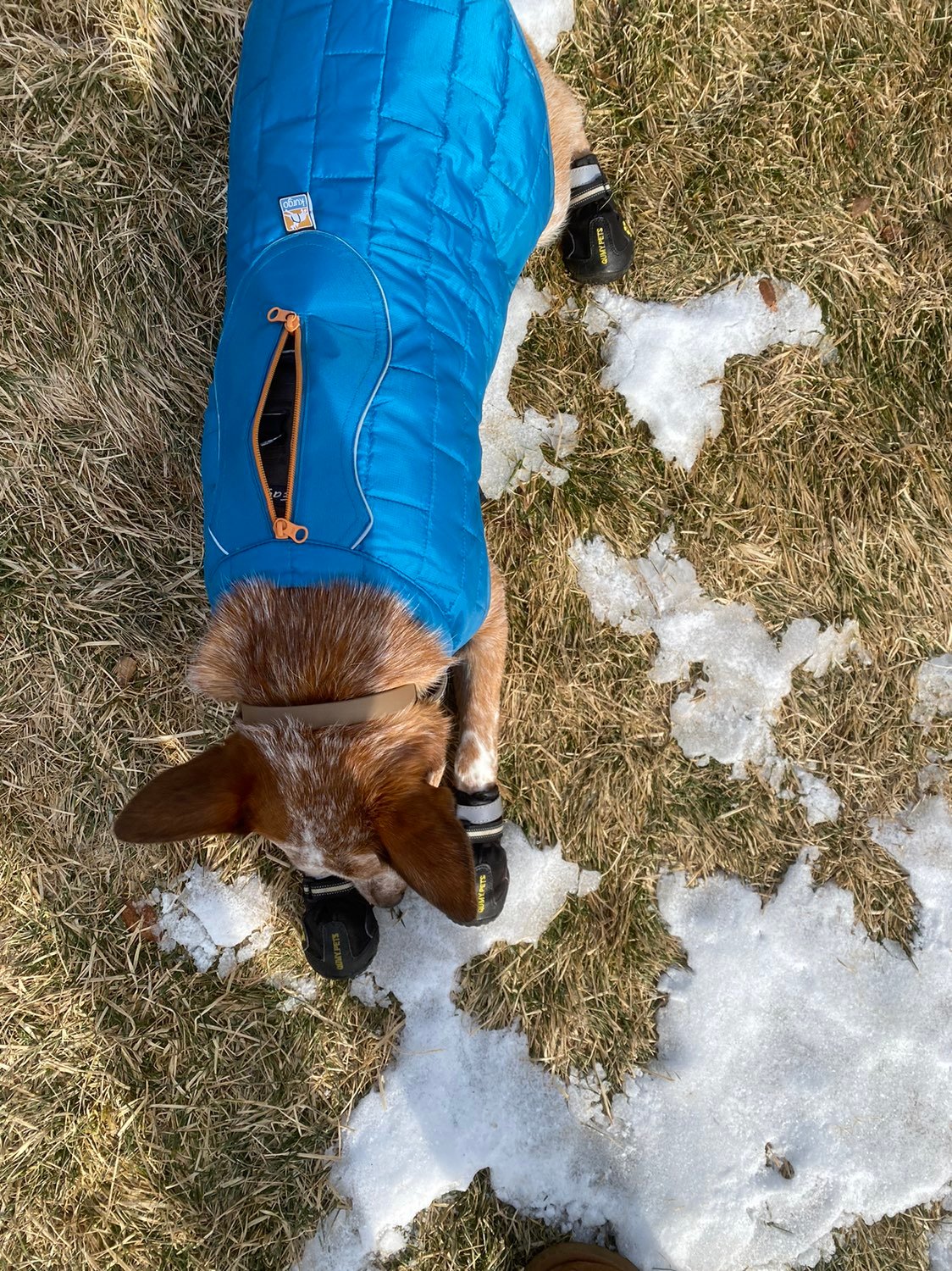 Reversible Dog Coat