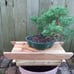 Custom Built Bonsai Seats