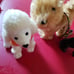 American girl Julie pets