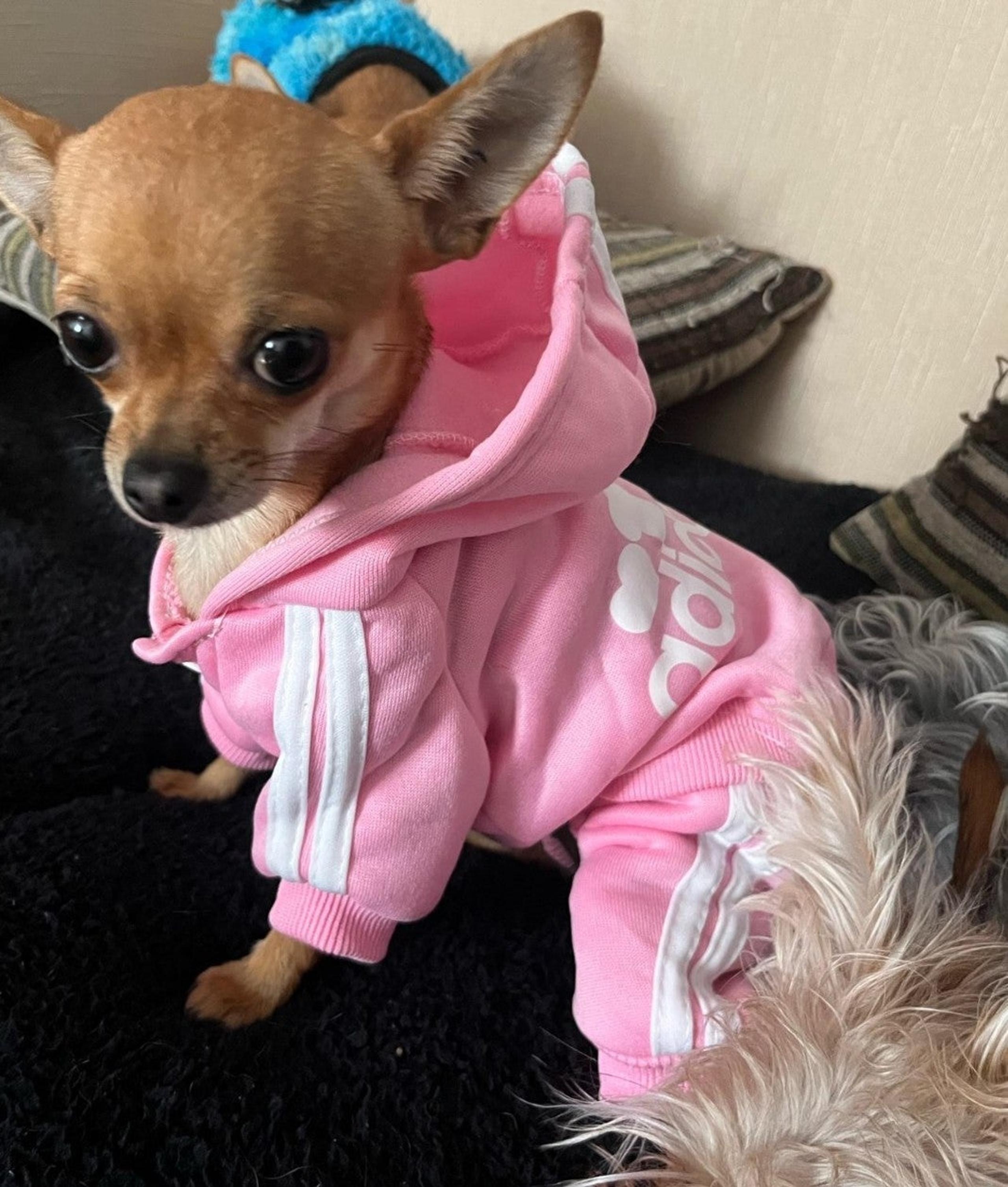 Adidog pet Tracksuit
