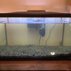 10 gallon fish tank