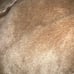 Like New Terry Lewis Classic Luxuries Fox Fur Coat