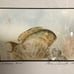 Japanese “Surgeon Fish” Print Drawing Painting Vintage Framed And Signed