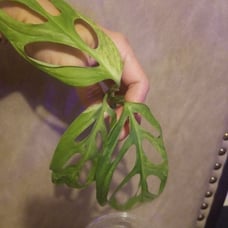 Varigated Adansonii
