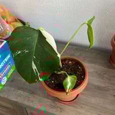 Monstera Albo