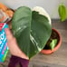 Monstera Albo