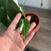 Monstera Albo